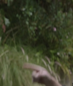 SHF-AnimalKingdom602-0079.jpg