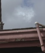 SHF-AnimalKingdom603-0117.jpg