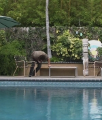 SHF-AnimalKingdom613-0347.jpg